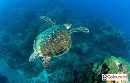 Penyu Nusa Penida