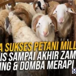 strategi bisnis petani lokal